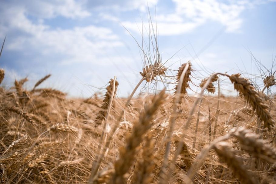 EU verschärft Sanktionen gegen gestohlenes ukrainisches Getreide - grain theft Ukraine