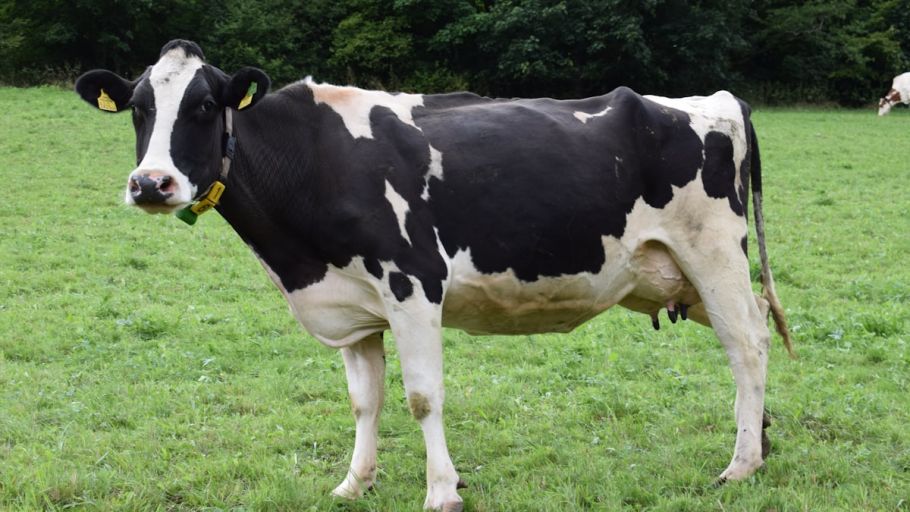 KI in der Milchproduktion: Wie intelligente Systeme die Landwirtschaft verändern - dairy cow sensor technology